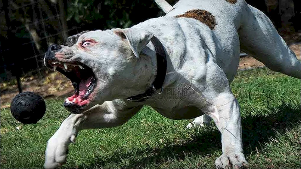 Ein böser Hund