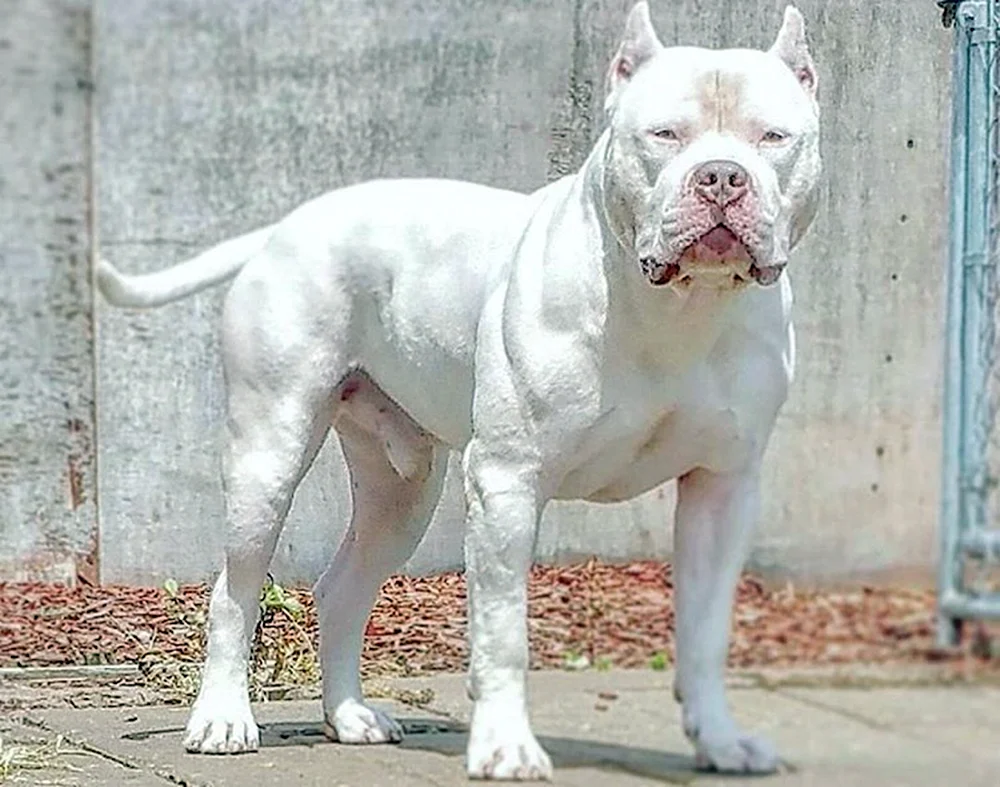 Amerikanische Bulldogge