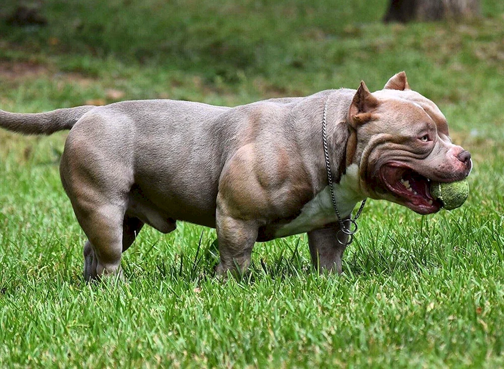 Amerikanischer Staffordshire Bullie