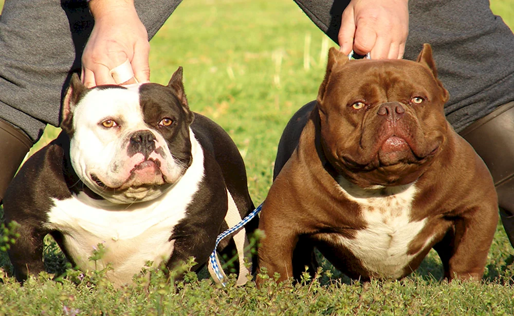 Amerikanische Bulldogge