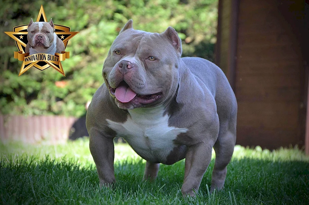 Amerikanische Bulldogge Bullie