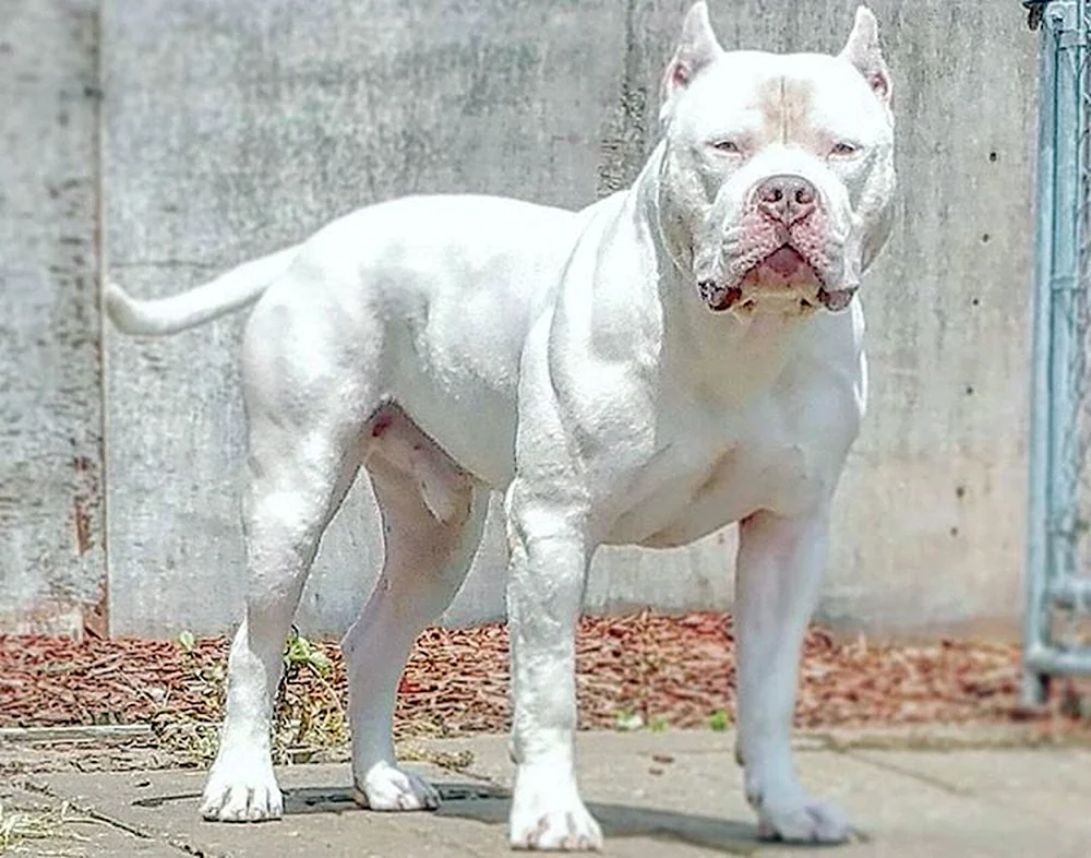 Amerikanischer Bully Dog