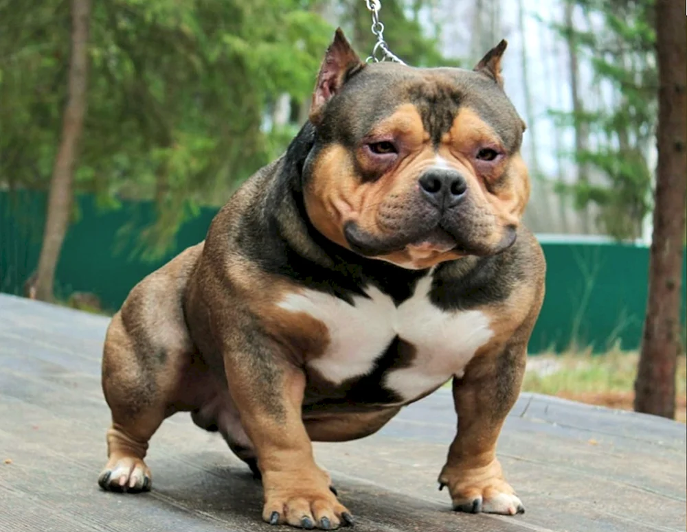 Bullie Hund