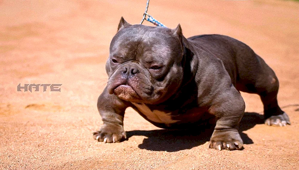 Bullie