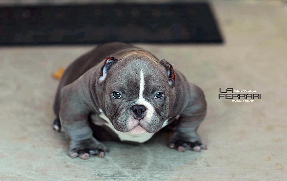 Amerikanischer Bullie Exotic