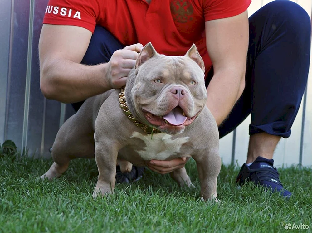 Amerikanischer Bullie Pocket Standard