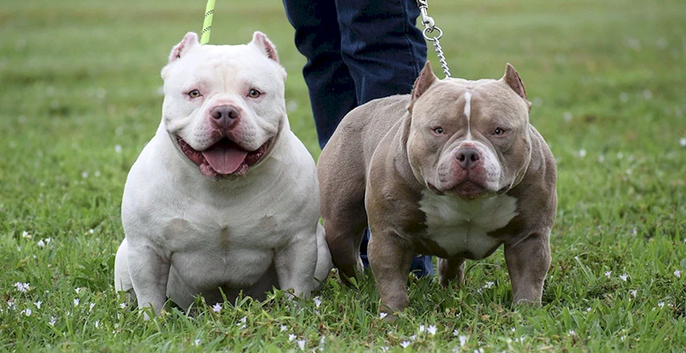 Amerikanischer Bullie Stammbaum Amerikanischer Bullie