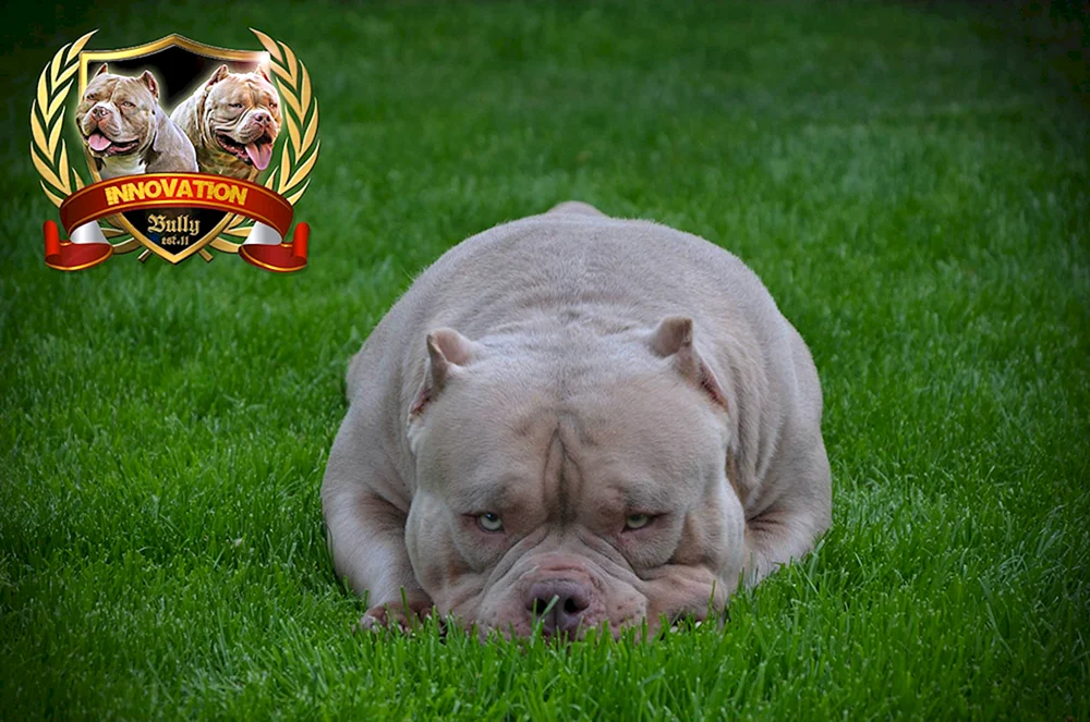 Amerikanischer Bullie Pocket