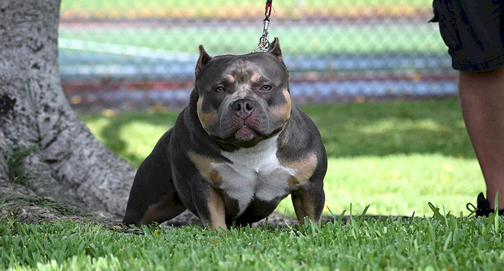 Bullie Hund