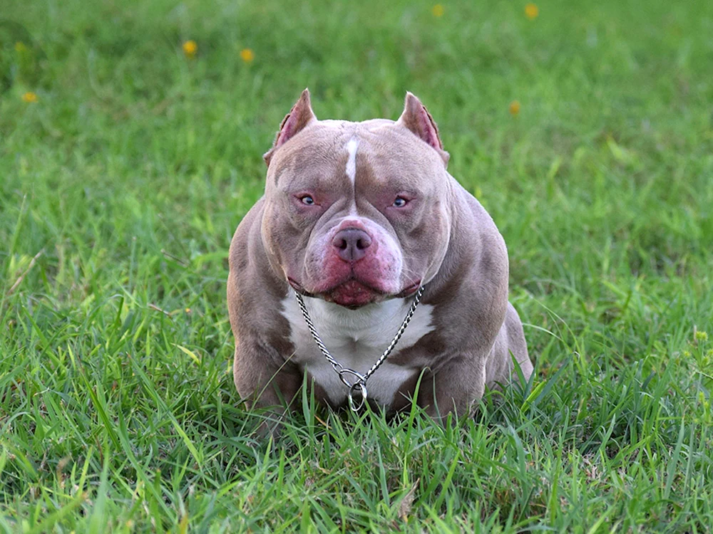 Amerikanischer Bullie Exotic