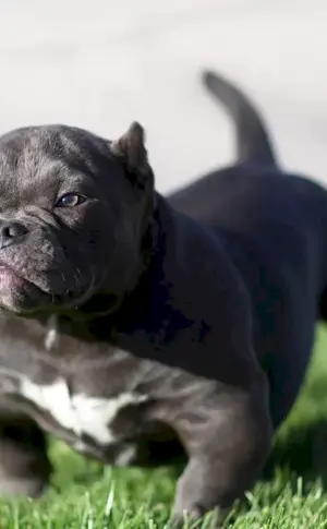 Amerikanischer Bullie