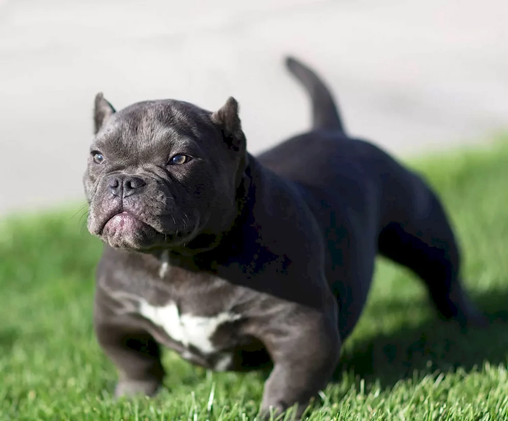 Amerikanischer Bullie