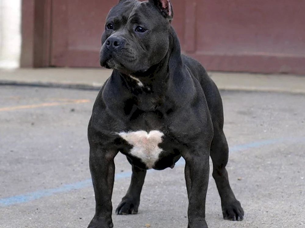 Amerikanischer Pitbull Terrier schwarz