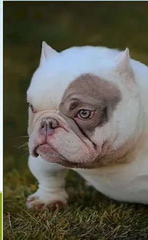 Amerikanische Bulldogge Exotisch Amerikanische Bulldogge Exotisch Amerikanische Bulldogge Bulldogge Exotisch Amerikanische Bulldogge Bulldogge Bulldogge Amerikanische Bulldogge Bulldogge Amerikanische Bulldogge Bulldogge Amerikanische Bulldogge Bulldogge Amerikanische Bulldogge Bulldogge Bullie