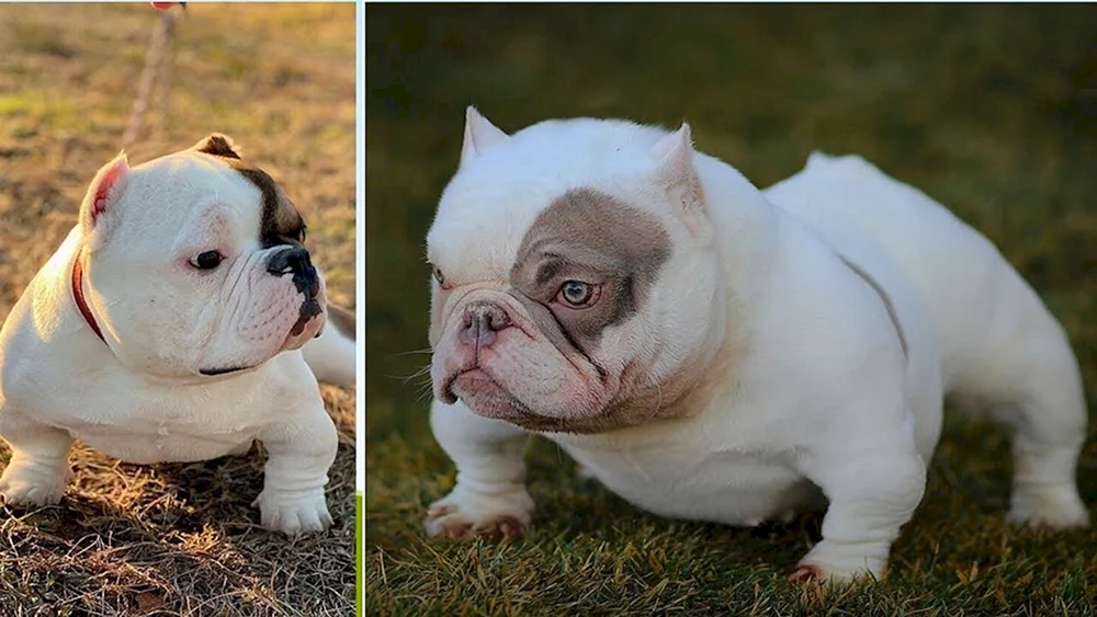 Amerikanische Bulldogge Exotisch Amerikanische Bulldogge Exotisch Amerikanische Bulldogge Bulldogge Exotisch Amerikanische Bulldogge Bulldogge Bulldogge Amerikanische Bulldogge Bulldogge Amerikanische Bulldogge Bulldogge Amerikanische Bulldogge Bulldogge Amerikanische Bulldogge Bulldogge Bullie