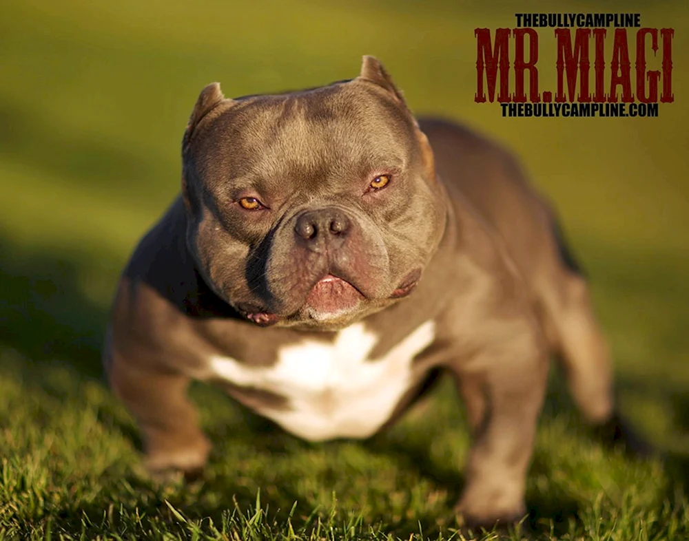 Micro Exotic Bullie