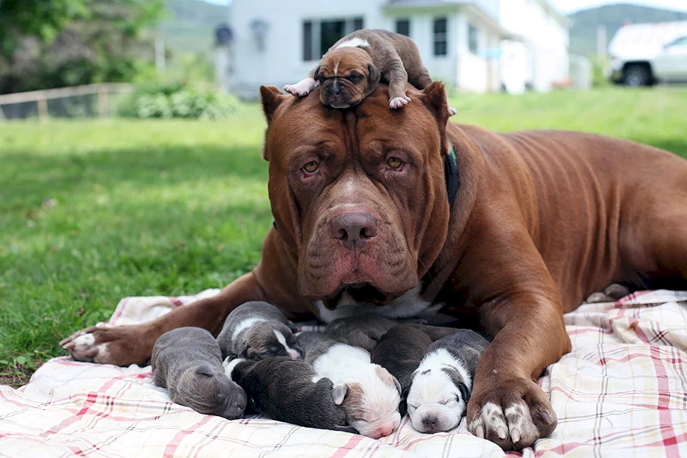 Amerikanischer Pit Bull Terrier