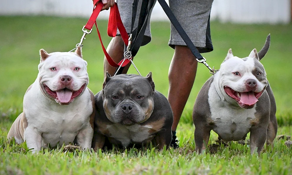 Amerikanische Bulldogge