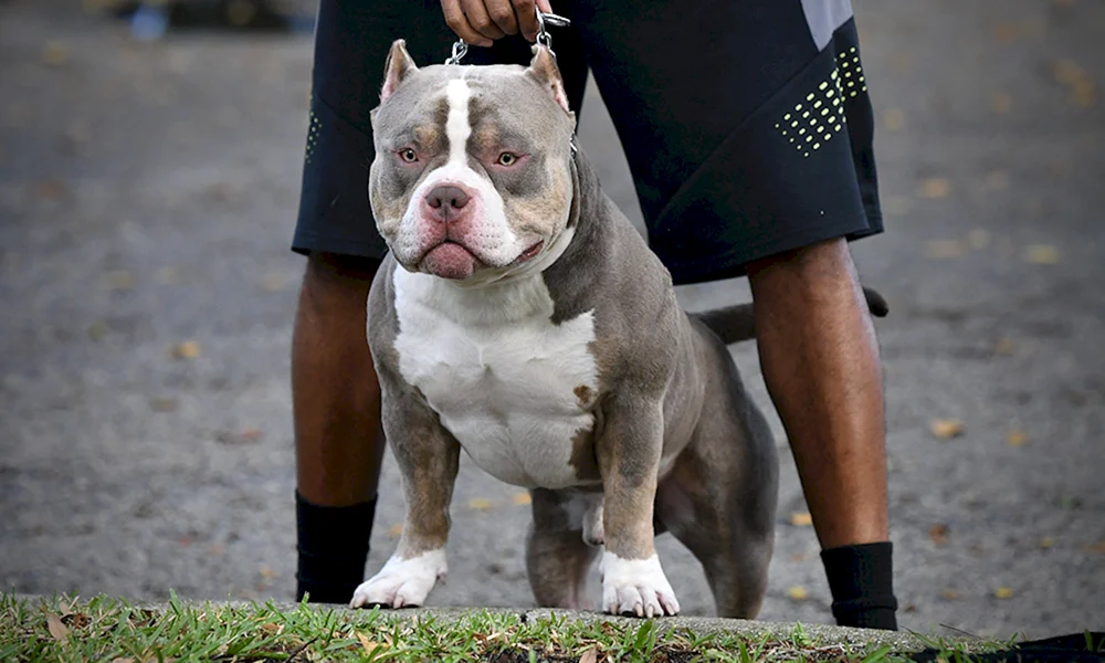 Amerikanischer Bullie Pocket Standard