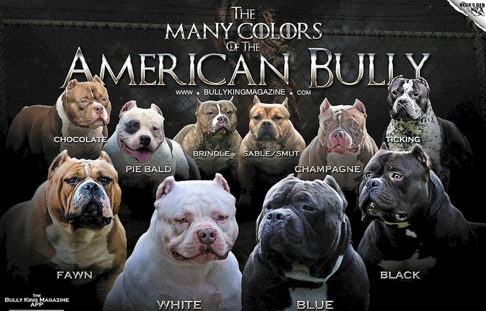 Amerikanischer Bullie Pocket Schwarz