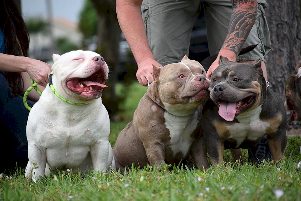 Amerikanischer Bulli Bullie Pocket
