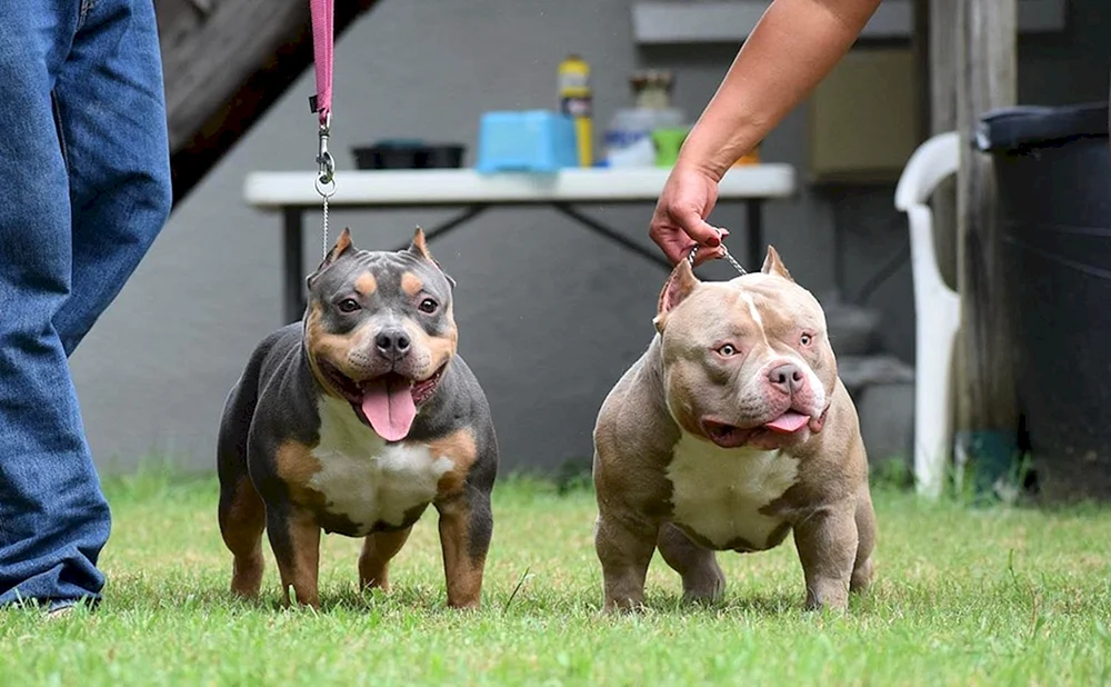 Amerikanische Bulldogge