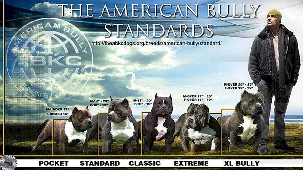 Amerikanischer Bullie Standard