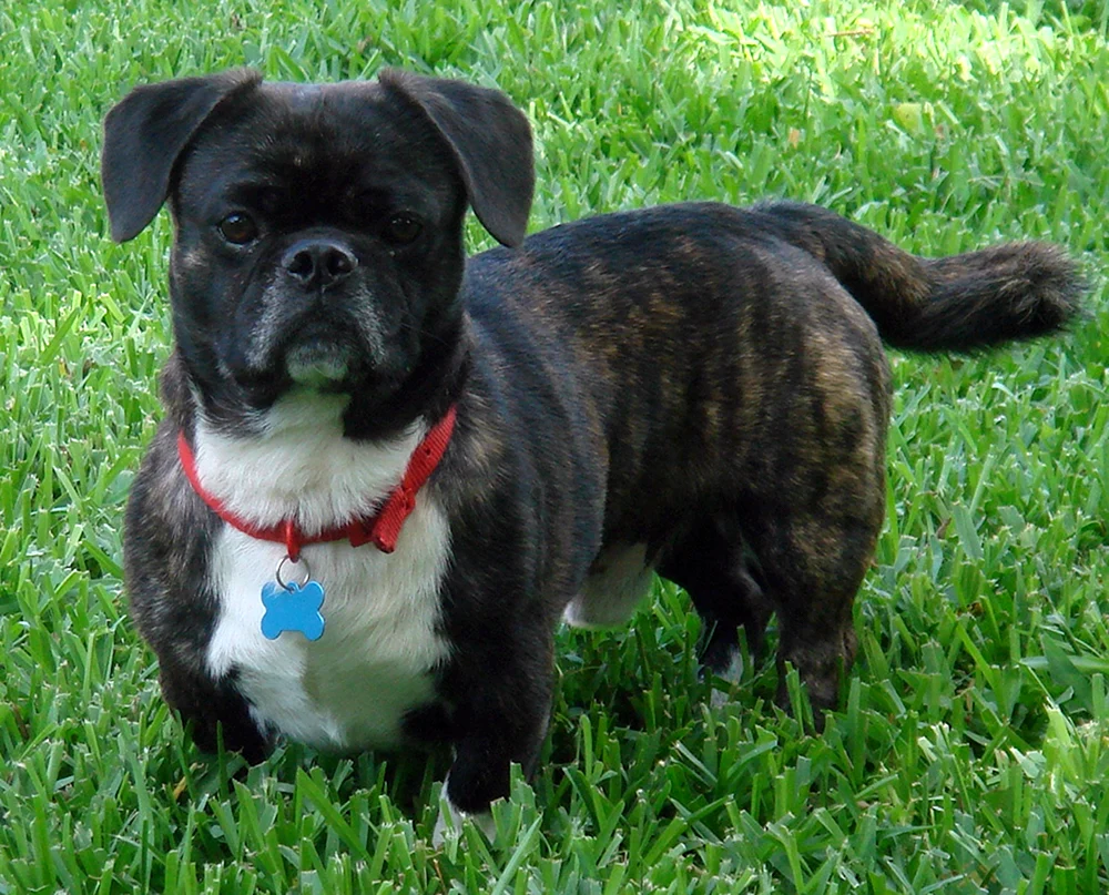 Amerikanische Bulldogge