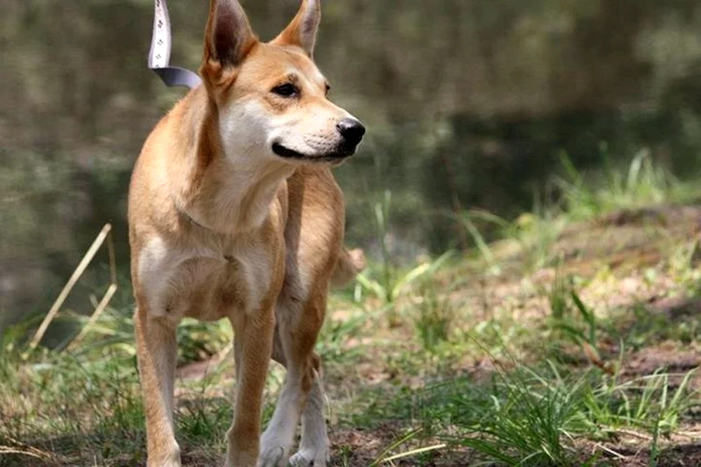 Amerikanische Dingo Hunderasse