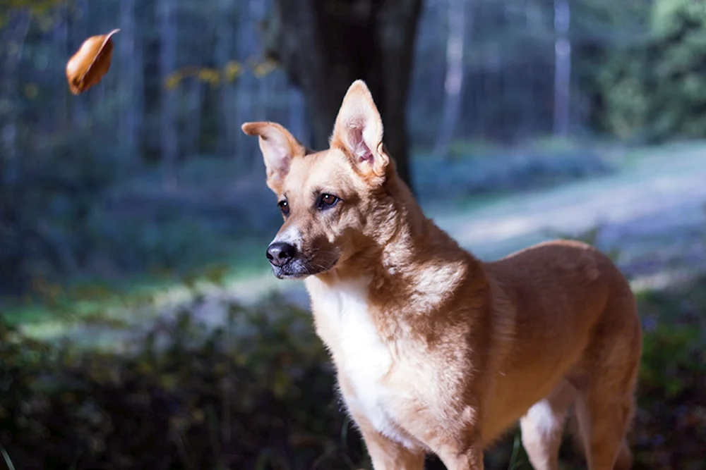 Amerikanischer Dingo-Hunderasse Carolina-Schäferhund Malaysischer Telomian Kurzhaar-Dingo-Dingo Carolina-Hund Carolina-roter Hund-Dingo-Carolina-Hund-Cheenuk-Hund Hund