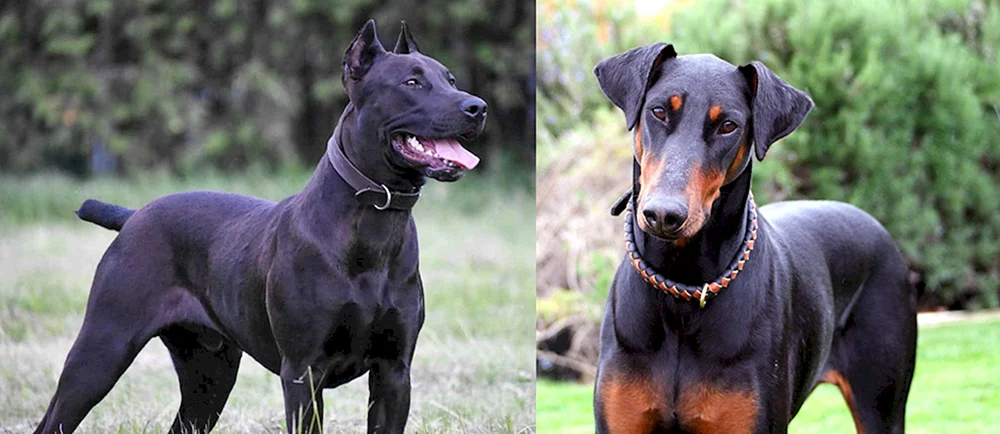 Amerikanischer Dobermann Pinscher