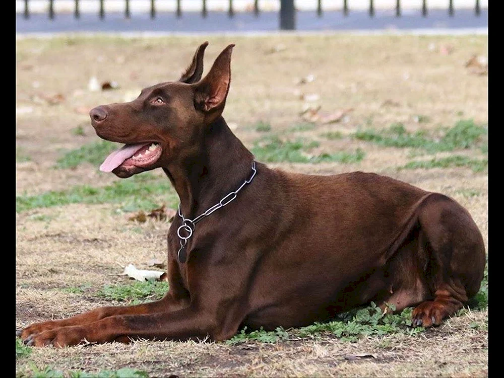Amerikanischer Dobermann Pinscher
