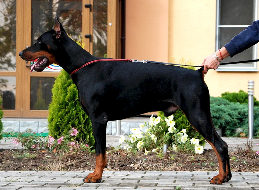Amerikanischer Dobermann Pinscher