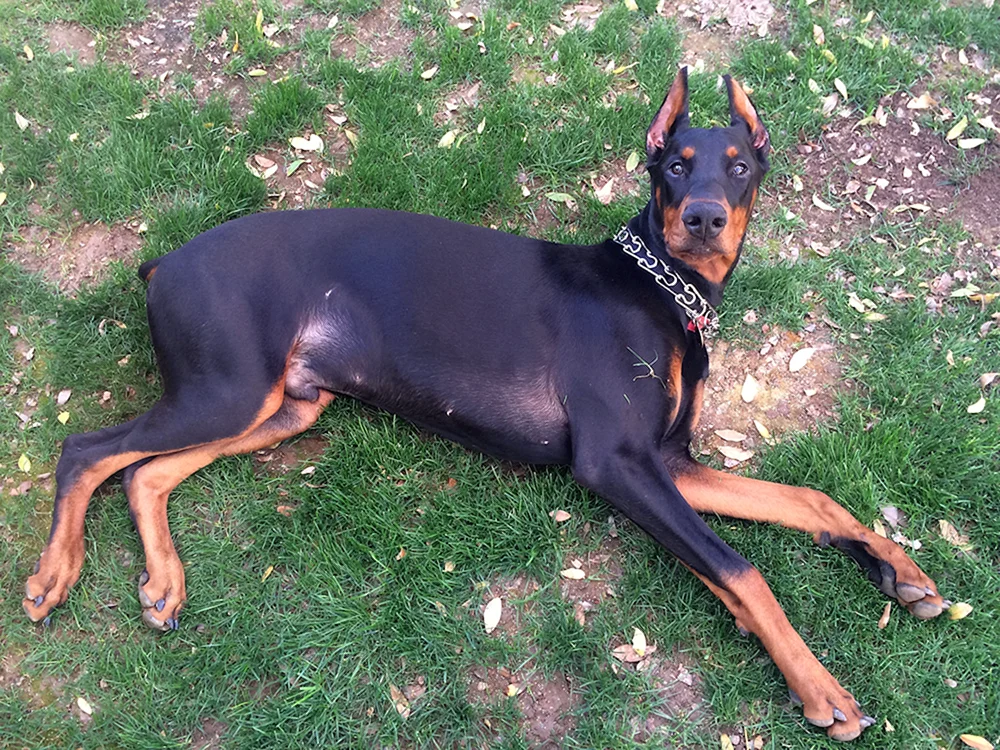 Amerikanischer Dobermann Pinscher
