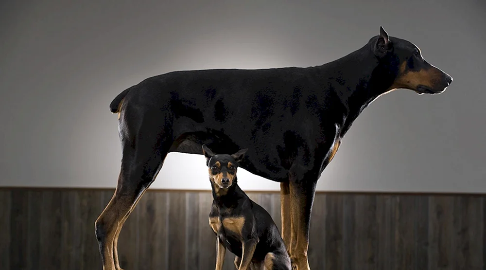 King Dobermann