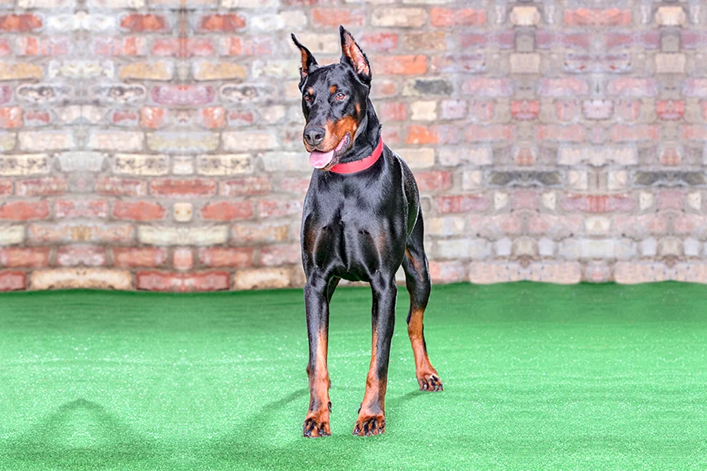 Amerikanischer Dobermann Pinscher