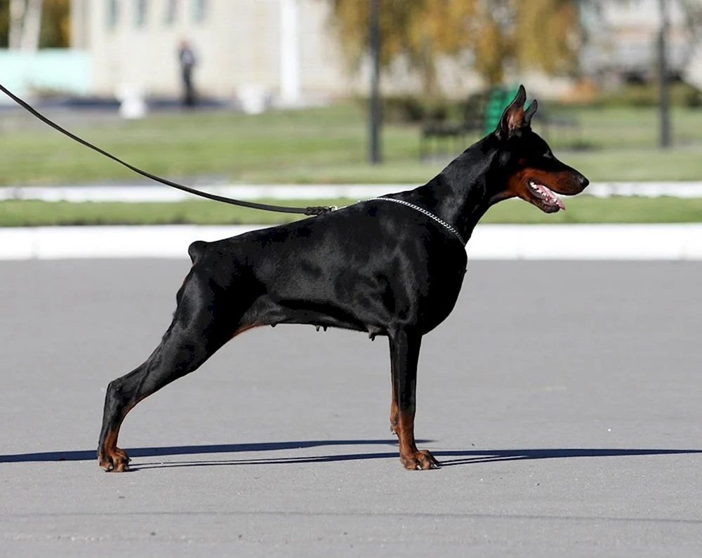 Amerikanischer Dobermann Pinscher