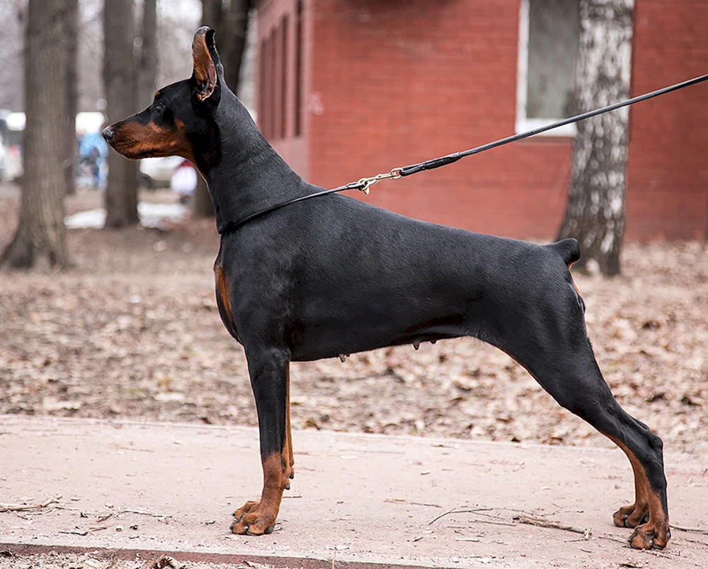 Amerikanischer Dobermann Pinscher
