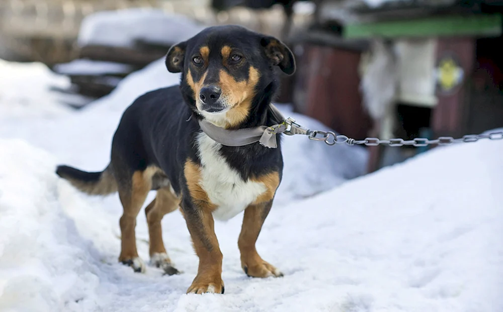 Bunter Mischlingshund