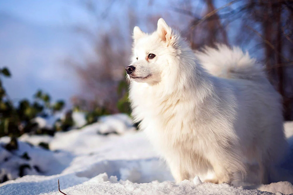 Samoyed Husky