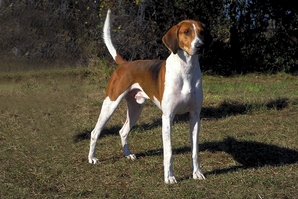 Russische Beagle Jagdhunde