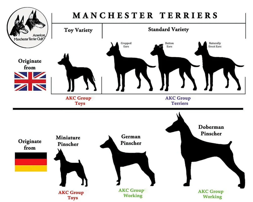 Amerikanischer und Europäischer Dobermann Unterschied
