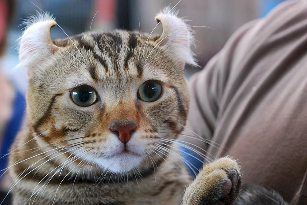 Schottische Lop Katze