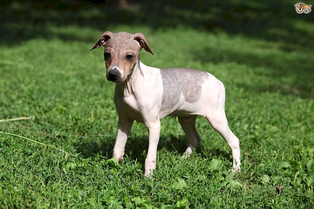 American Hairless Terrier
