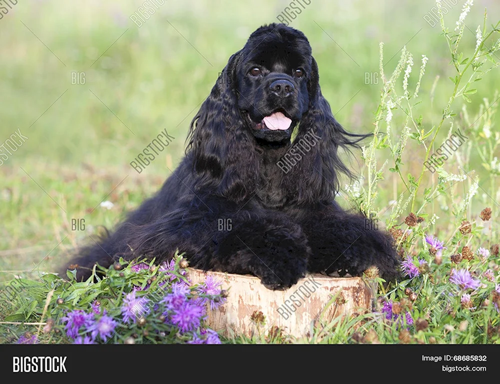 Amerikanischer Cocker spaniel schwarz