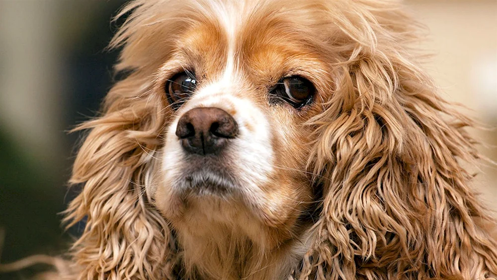 American Cocker spaniel.