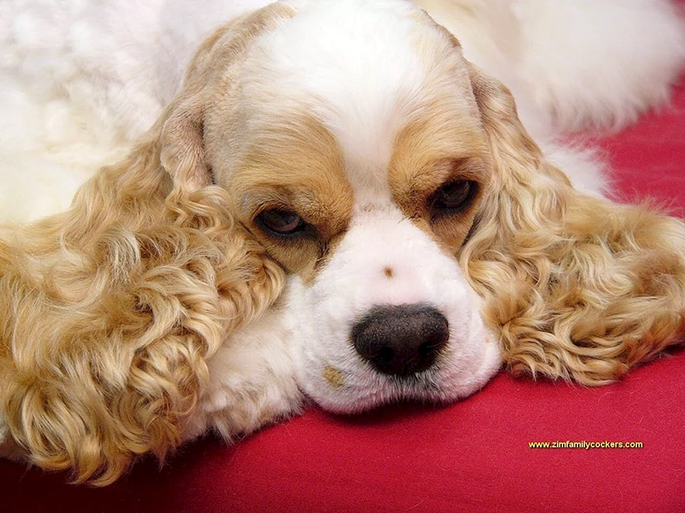 American Cocker Spaniel