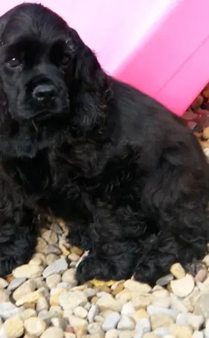 Amerikanischer Cocker Spaniel