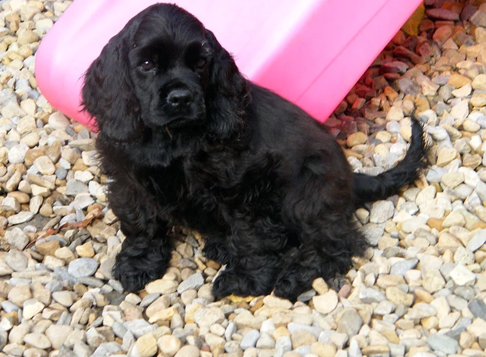 Amerikanischer Cocker Spaniel