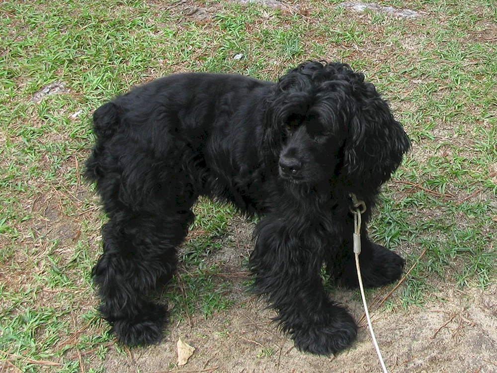 Amerikanischer Cocker spaniel
